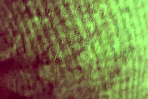 Libertarian bitch sucks my kirchnerist cock