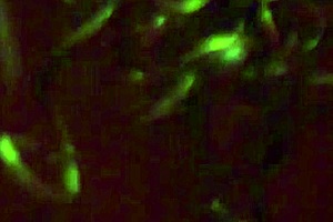 Sofie lollipop em vampira sexual uma produ��o ediyporn