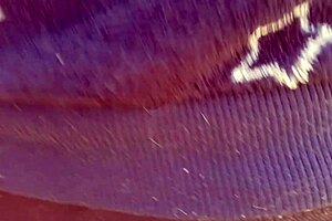 creampie and cumshot compilation 😏