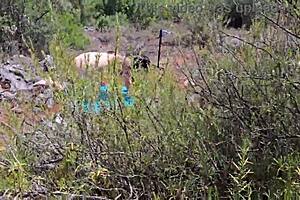 yo, chubby guy banging a hot latina in the forest! 🌳