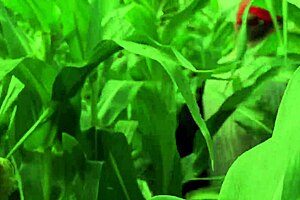 Help a friend in the cornfield