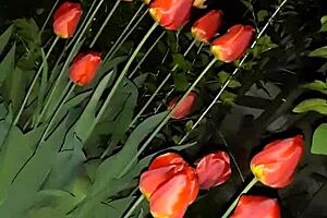 First I Invited My Neighbor To Admire The Flowers And Then I Fucked Her In The Mouth - Girls Fly Orgasm