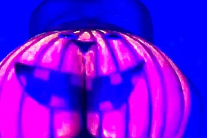 Twerking The Pumpkin With Big Ass