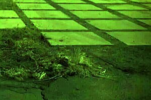 Trampling domination unless youre from the sixties and dig that