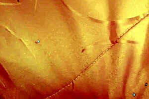 Offering Money To Exhibitionist Maid For Fucking Pussy And Ass