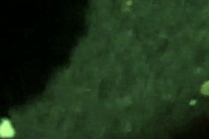 White hooker receives expert blowjob from blonde milf