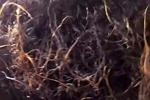 Video from August 16, 2016, featuring a sucking scene with cock