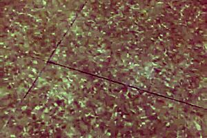 Husband Undresses Wife's Pants