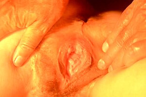 Playing with my pussy and finger in the ass - My Dirty Hobby