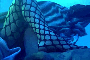 Sexy footjob in nylons