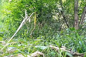 Fat MILF Shows Hairy Pissing Cunt In Park