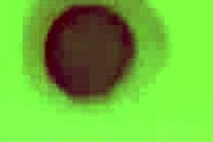 Tiny babe Elsa Jean is fingering her hairy pussy.