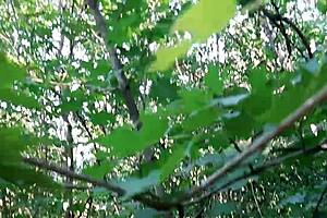 Three girlfriends in bikinis and jeans masturbating outdoors 😍