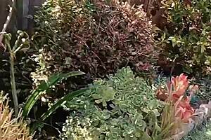 Mature wife flashing shaved big pussy close up