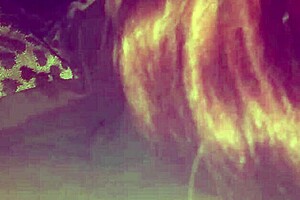 Head down in the bayou