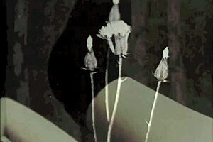 Bold Vintage British Interracial Fucking Featuring Hairy Beaver And Cock In Antique Lantern