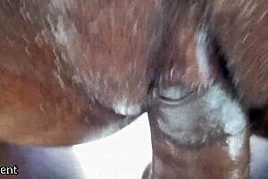 Swollen Pussy Gets Pounded And Drilled By Bbc