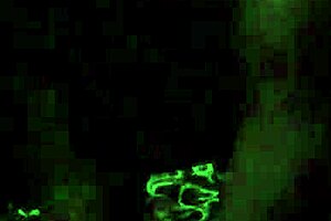 Camgirl Taio Gets Roughly Dicked By Neighbor On Cam