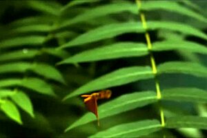 Crystal Butterfly Performs with Music and Tattoos