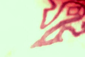 Thirdghost1 eating pussy like a pro