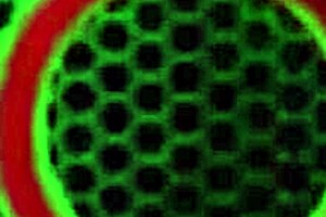 Cherokee Cunnilingus