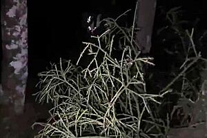 Scarlet Taylor And Busty Ebony Juliana Share Dicks In Quickie 4some