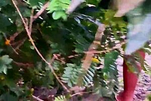 Exciting evangelical neighbor picking fruits in lingerie!