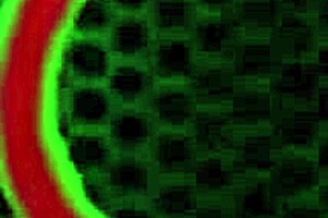 罗姆·马杰弯下维克森·瓦妮蒂，让她的泡泡屁股弹跳