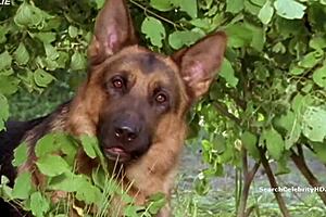 Sabine Petzl Kommissar Rex Ein Moerderischer Sommer 1994