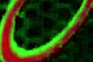 Redhead busty cougar peaches gets her wet pussy fucked by rome major in a detailed scene.