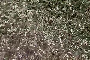 Home Video With Story And Conversations