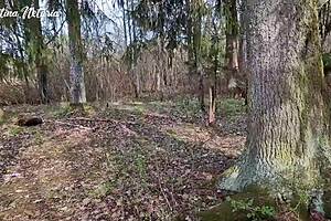 shy russian girl gave slobbery blowjob on first date in woods