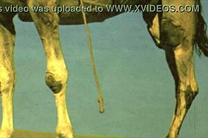 dark lantern entertainment presents women with animals