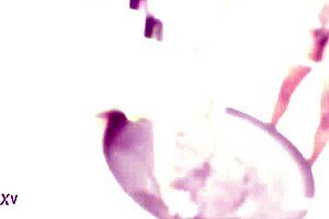 Double anal fucked like a dirty slut.