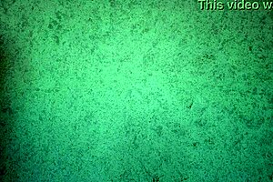 trying on thongs with ass shaking teasing vibes