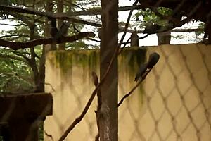 Public Fuck of Tourists in Yaounde Park During African Cup