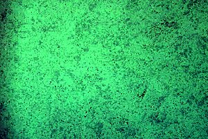 trying on thongs with ass shaking teasing vibes