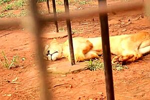 Public Fuck of Tourists in Yaounde Park During African Cup