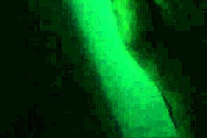 Morocha cola hermosa