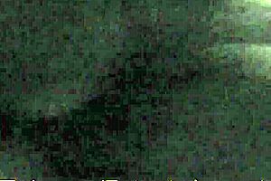 doggy mania adventures