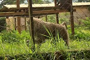 white girl caroline sweets stretched by big black cock