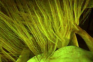 rdr2 hot coffee mod pov scene with sadie adler