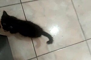 Sarah Rosa Cooks Papaya Mousse