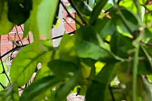 casi me pillan con mi primo politico chupando su verga rica