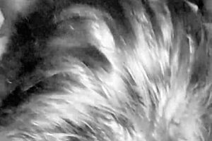 Big black cock pounds cheating wife's big ass