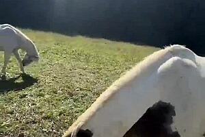 Tattooed crossdresser vibes push finish line goals inked tease