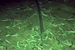 indian college babe chudai deep in jungle exam surprise