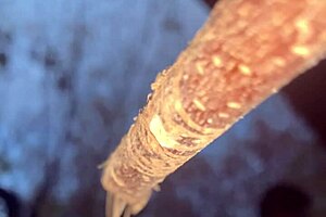 Forest witch bends over for black monster cock doggystyle creampie pounding