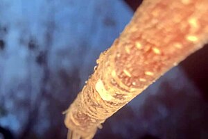 Forest witch bends over for black monster cock doggystyle creampie pounding