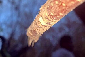 Forest witch bends over for black monster cock doggystyle creampie pounding